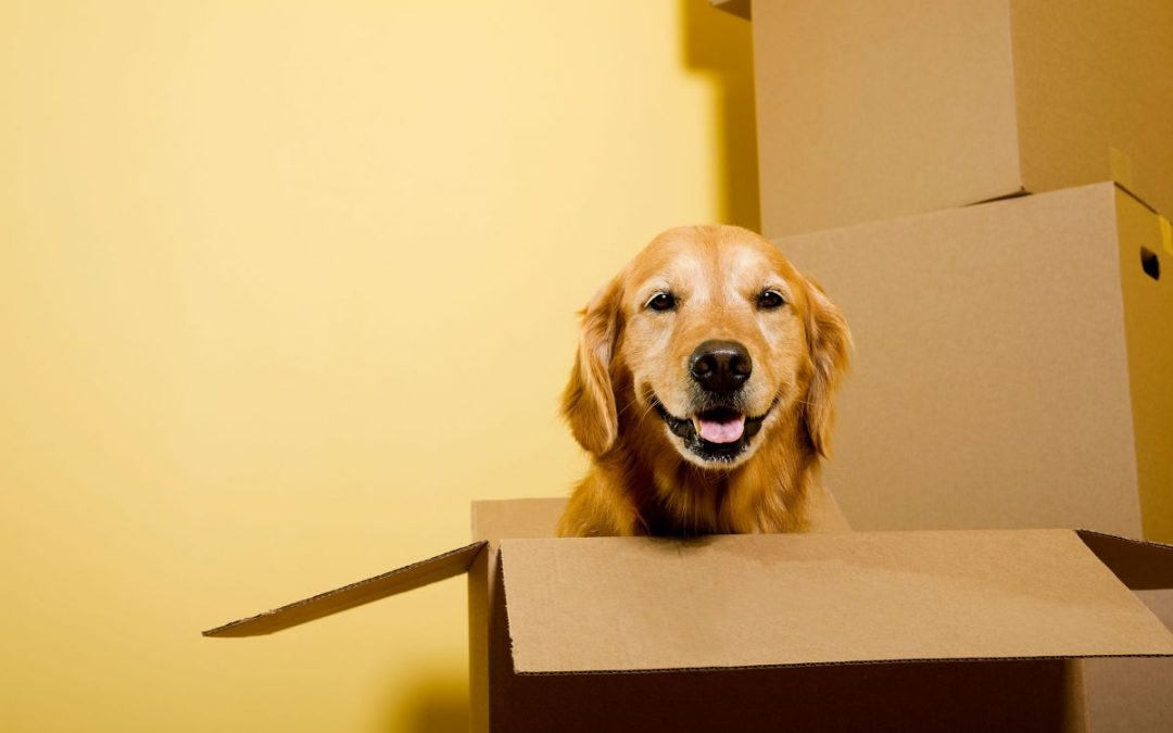 Is your pet taking pride of place?