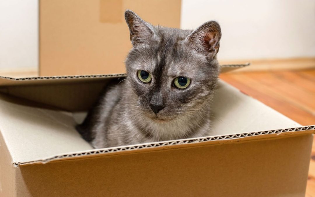 Ooops I left my cat in storage!